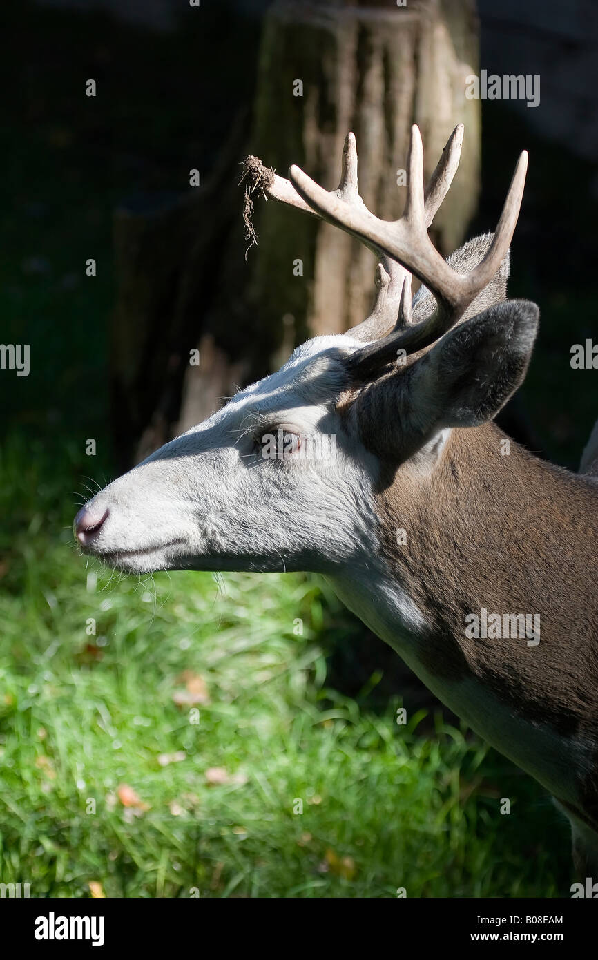 Piebald Whitetail Deer Buck Odocoileus virginianus Stock Photo Alamy