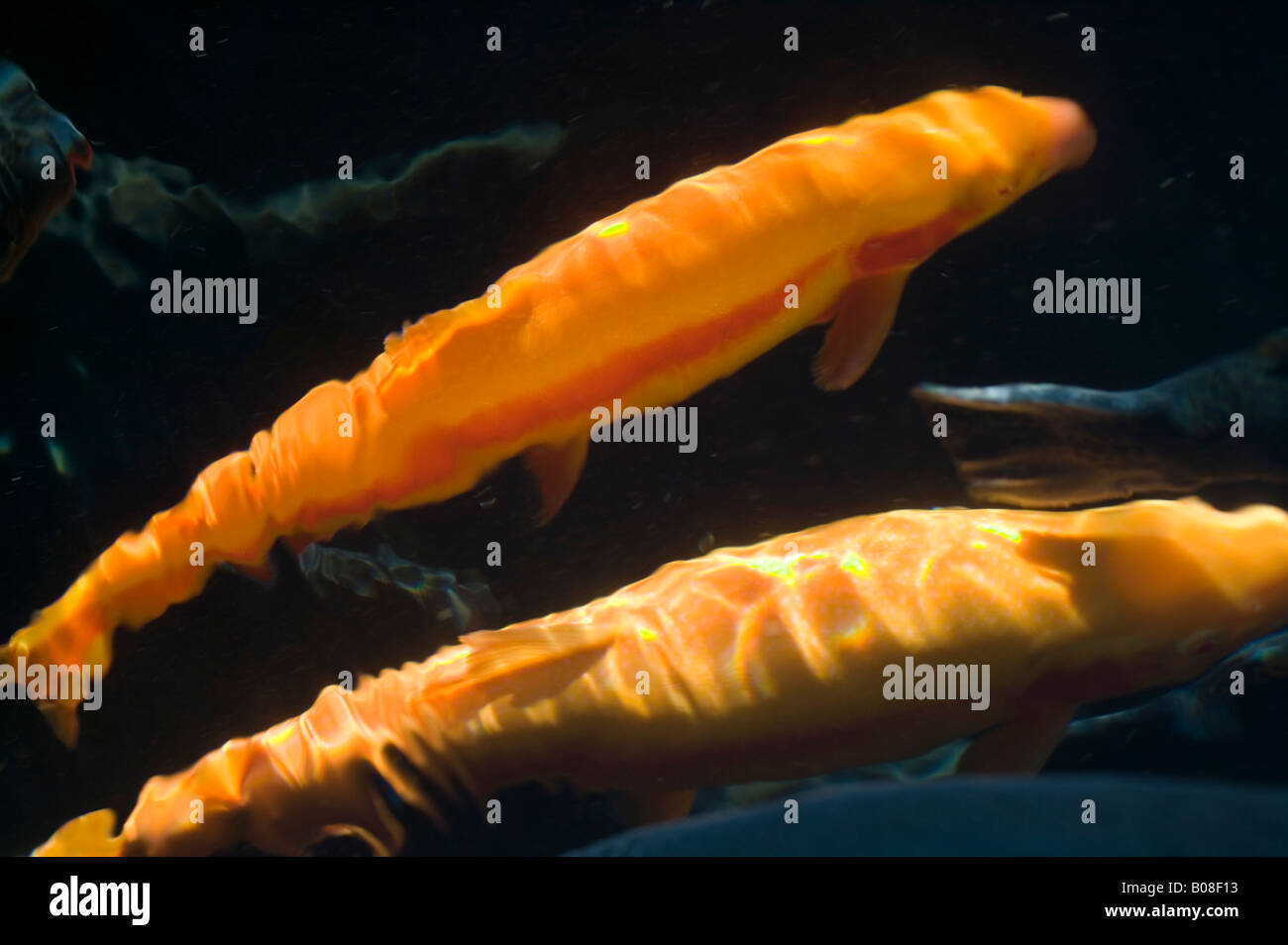 Albino trout hi-res stock photography and images - Alamy