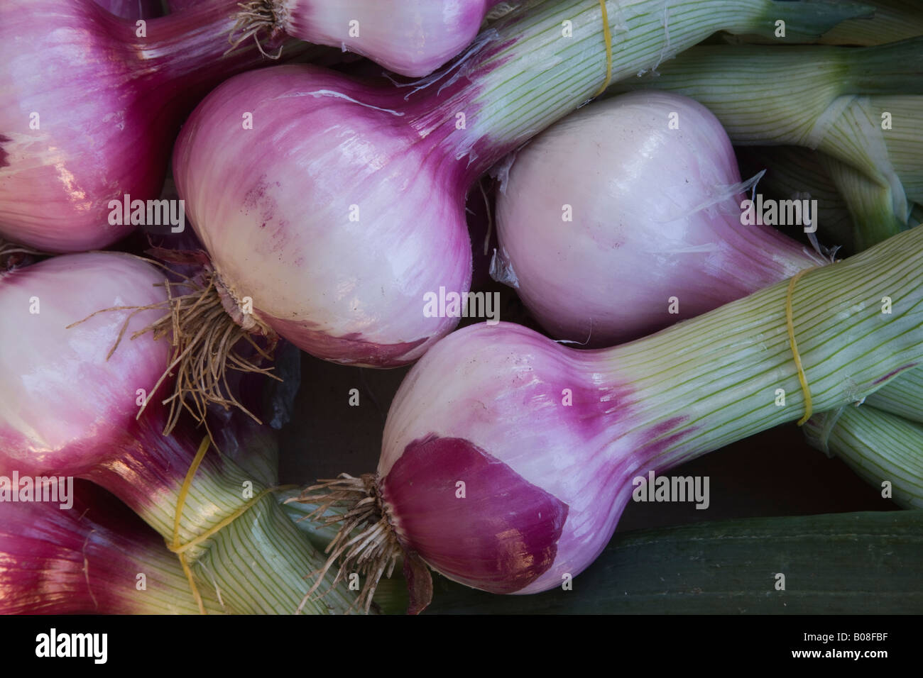Red Onions. Stock Photo