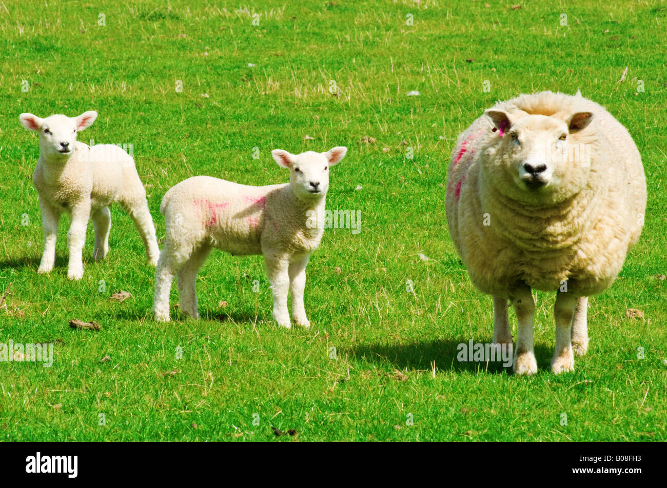 Farmed ewe (2) and lambs Stock Photo