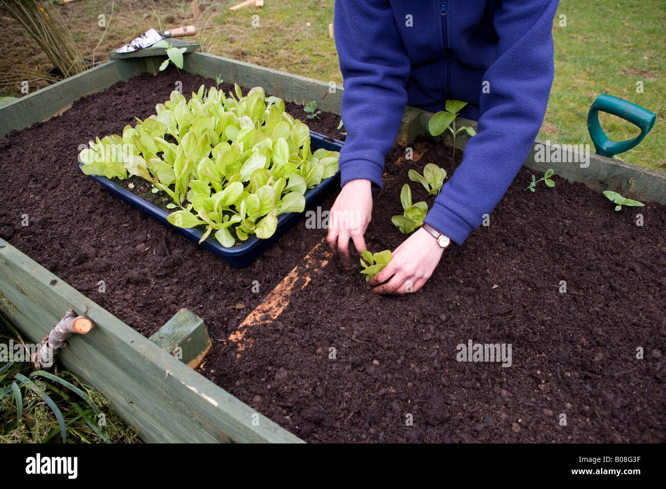 Woman gardener planting vegetables in her garden in raised beds, Inverness, Scotland Stock Photo