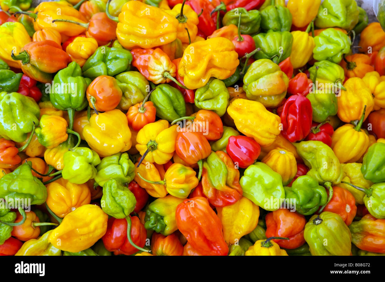 Peppers at market in San Ignacio Belize Stock Photo Alamy