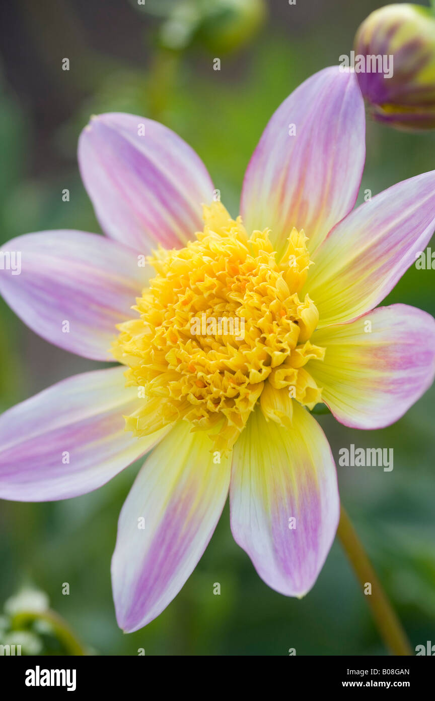 DAHLIA RYECROFT MARJE Stock Photo Alamy