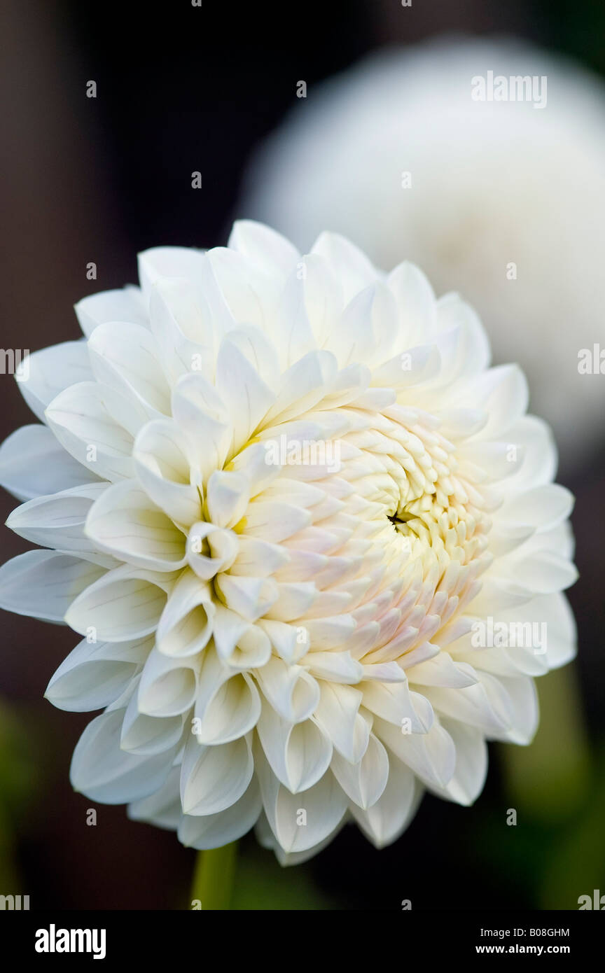 DAHLIA RYECROFT JAN Stock Photo Alamy