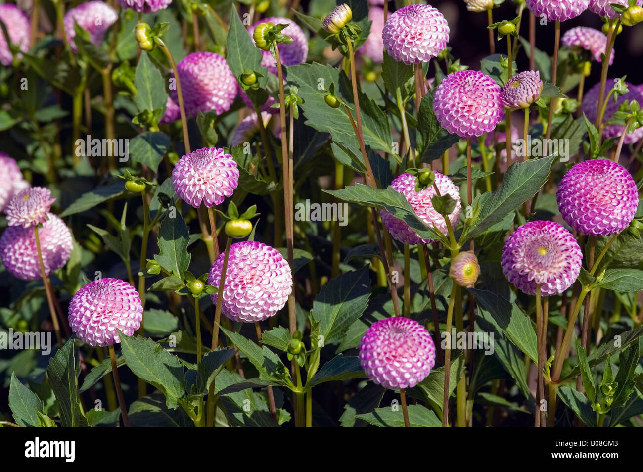 DAHLIA RHONDA SUZANNE Stock Photo - Alamy