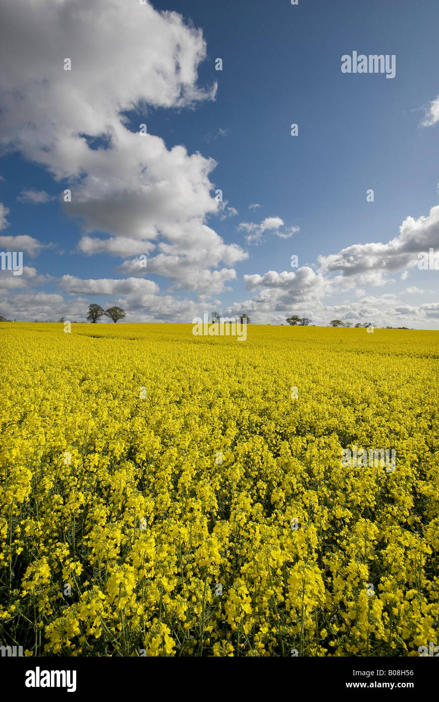 oil seed rape crop, norfolk, england Stock Photo - Alamy