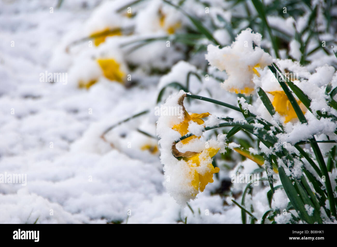 Daffodils Covered in Snow Stock Photo Alamy