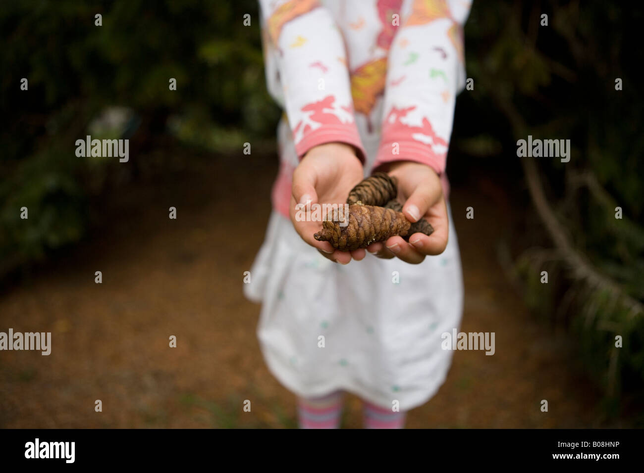 Little girl shows pine cones collected from under a tree in New Zealand Stock Photo