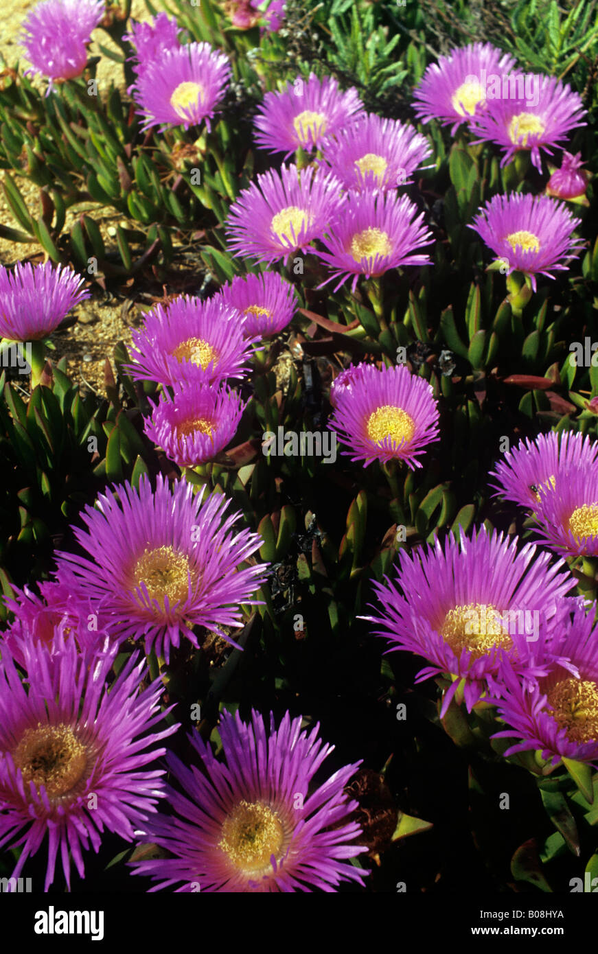 pink or cerise flowers with yellow daisy like centres on mat of low thin pointed succulent stems Stock Photo