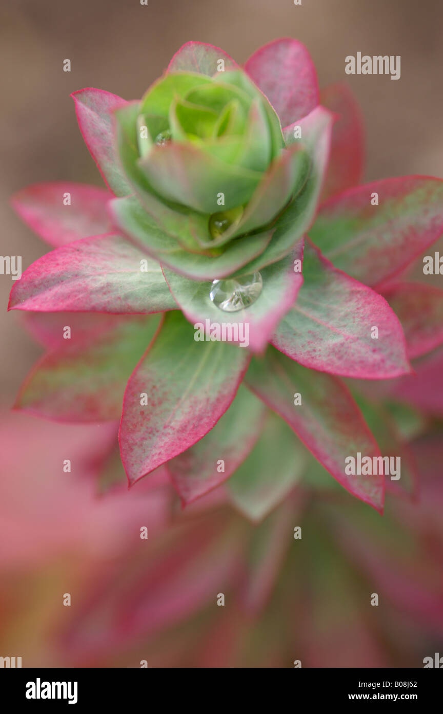 EUPHORBIA BASELICIS SPURGE Stock Photo