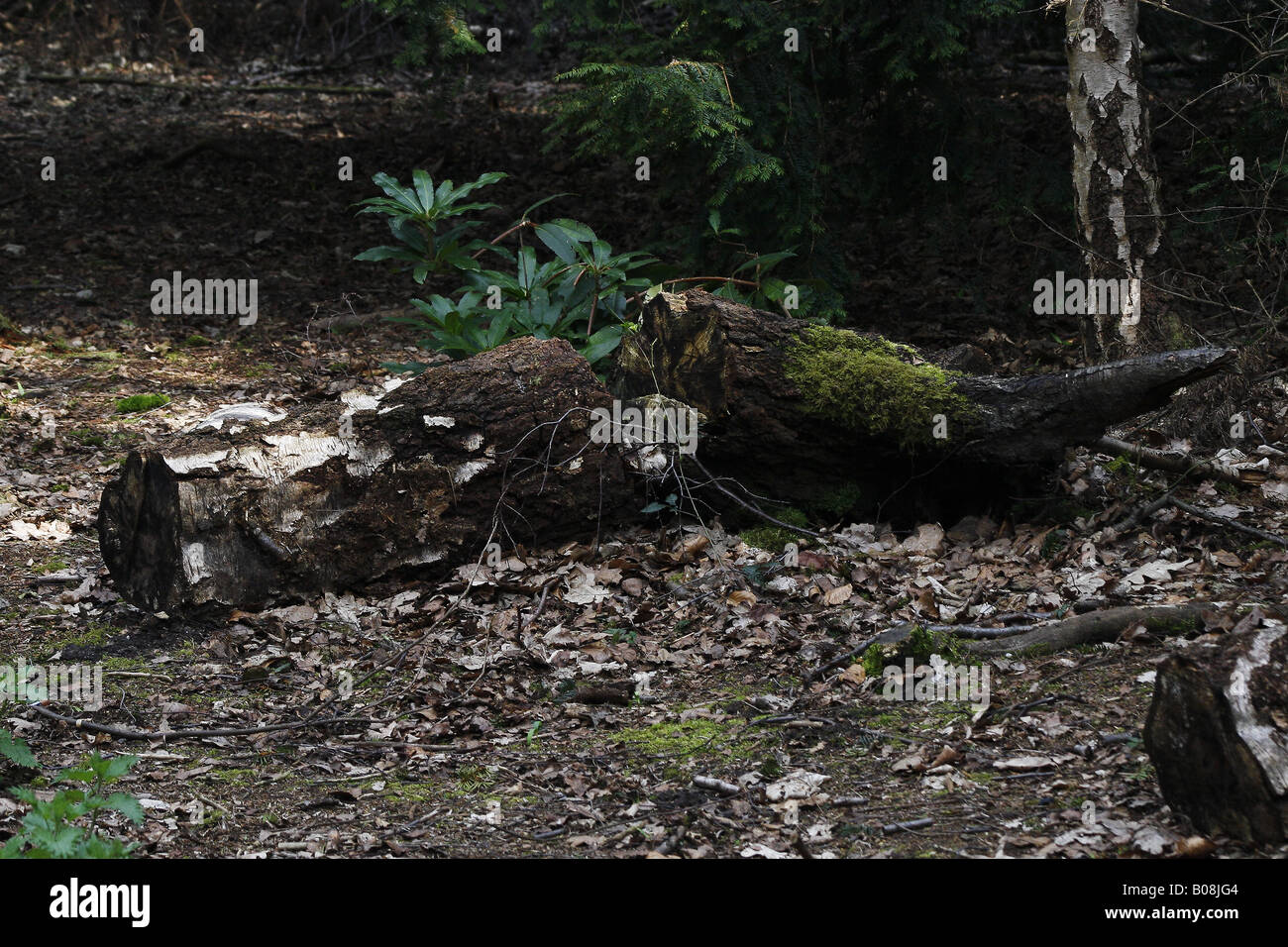 fallen silver birch Betula pendula Stock Photo