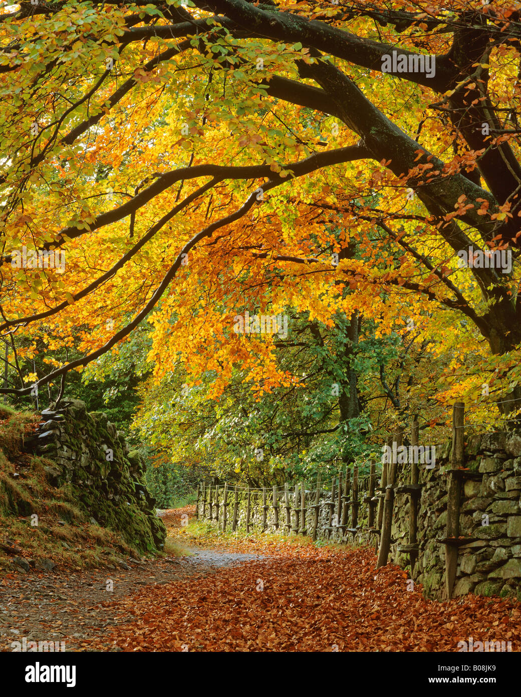 Track through autumn wood, above Grasmere, Lake District National Park, Cumbria, UK. Beech trees overhanging path. Stock Photo