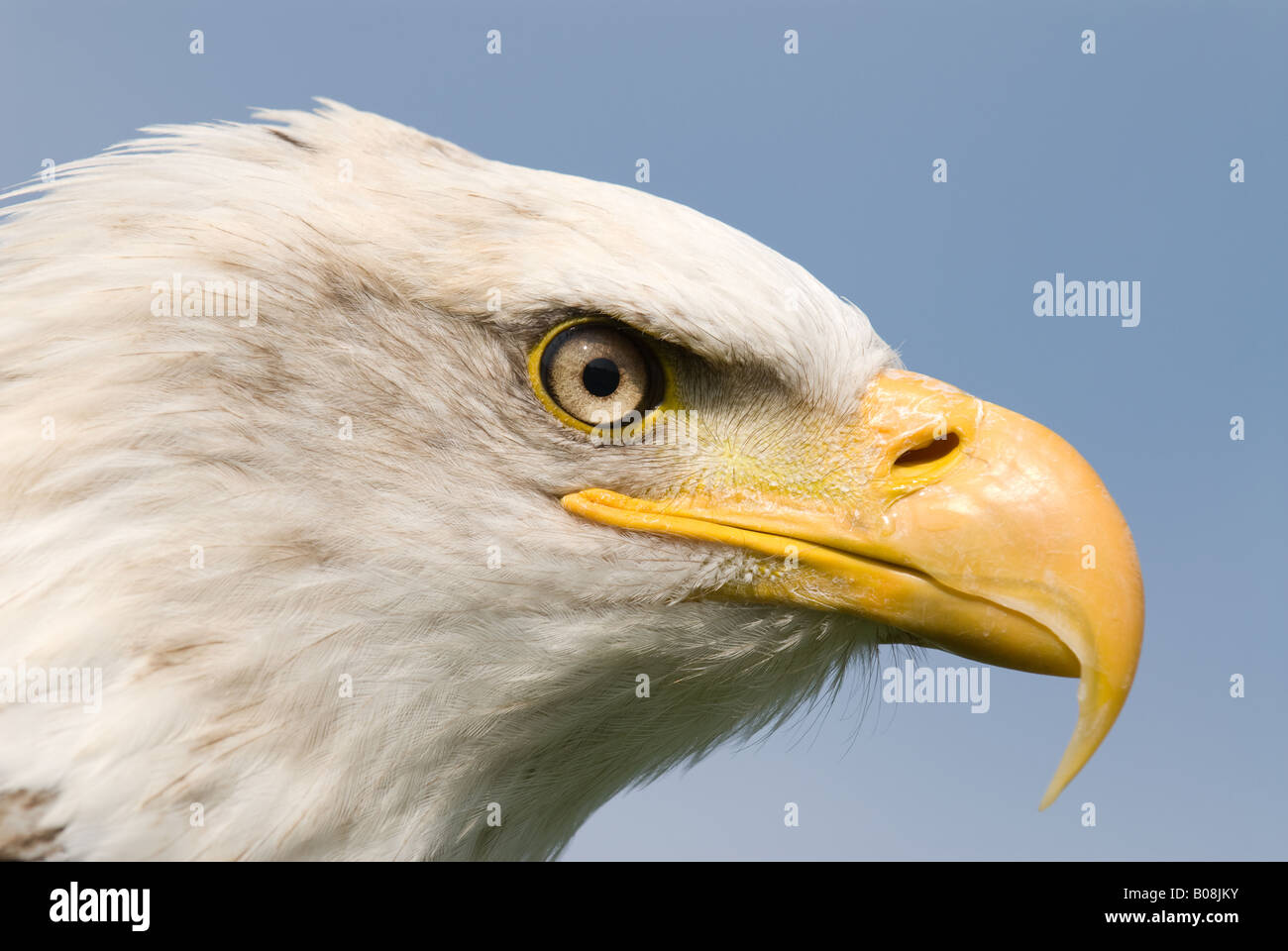 Bald Eagle Stock Photo