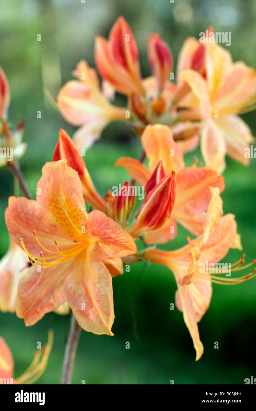 RHODODENDRON ARNESON GEM DECIDUOUS AZALEA Stock Photo - Alamy