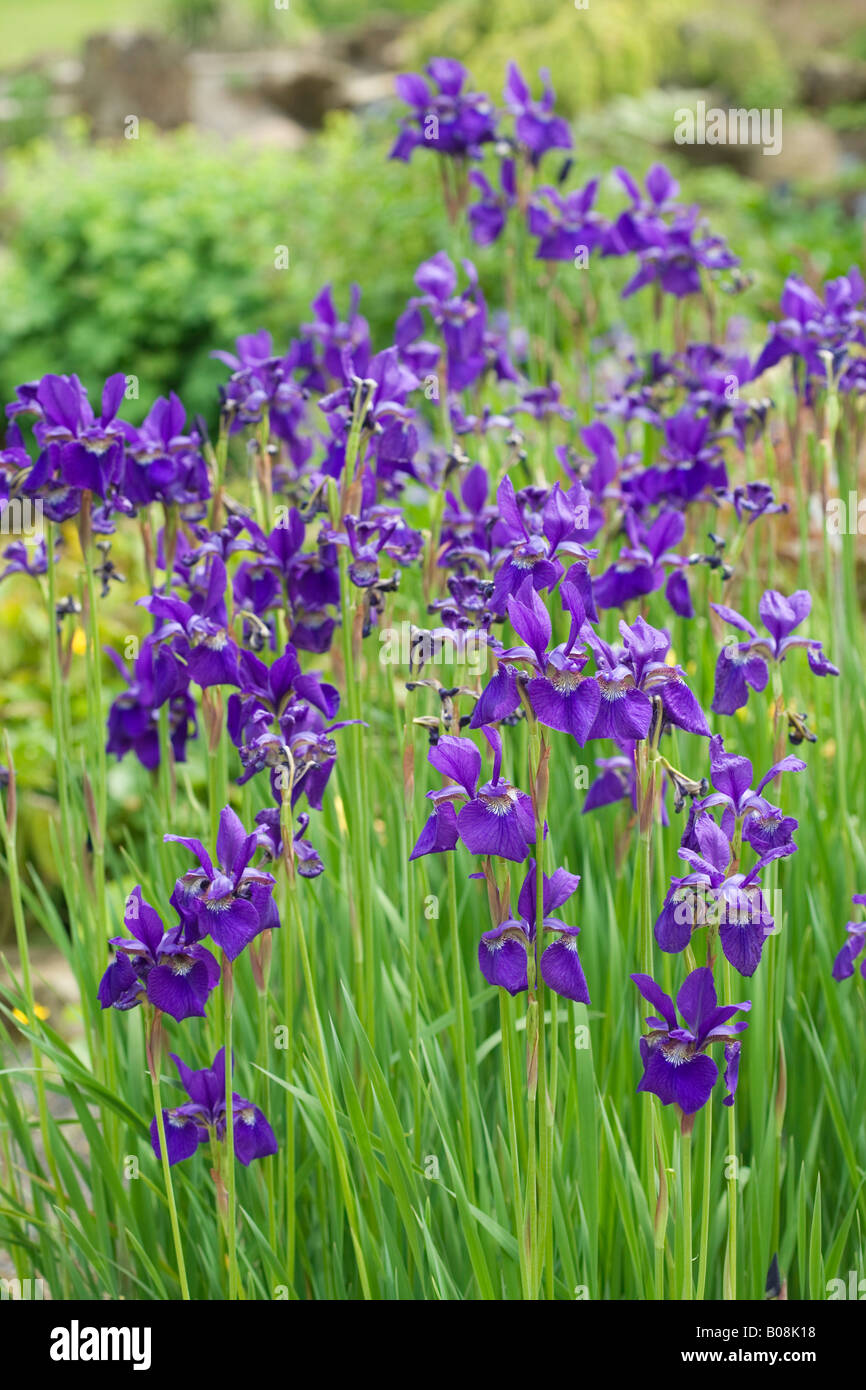 Iris sibirica - Caesar's Brother. Wisley Garden, UK Stock Photo