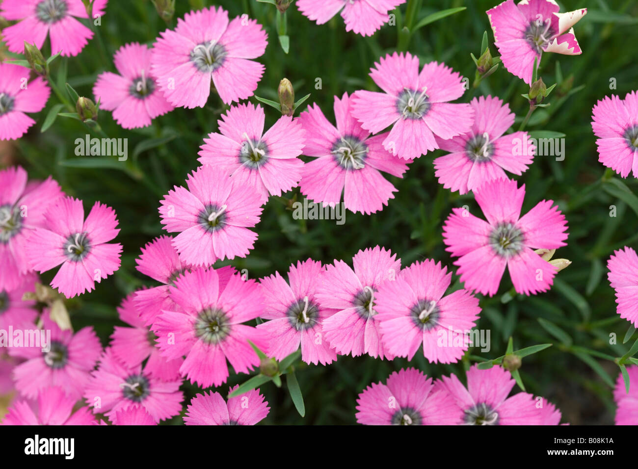 Dianthus 'Inshriach Dazzler' - alpine pink. Stock Photo
