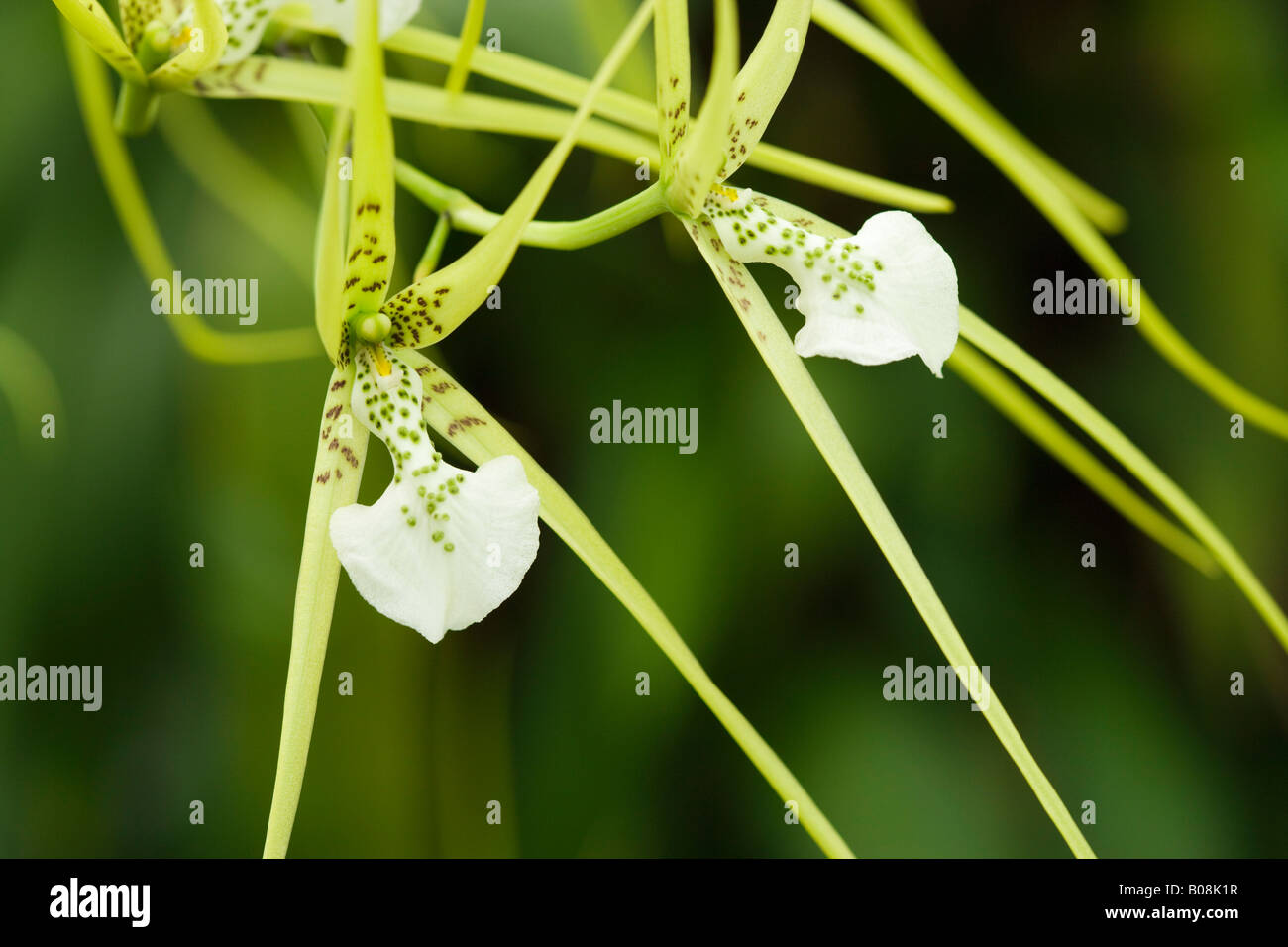Orchid, Brassia verrucosa, native to central and southern America Stock Photo