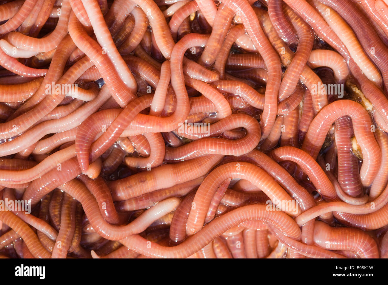 Earthworm close up hi-res stock photography and images - Page 9
