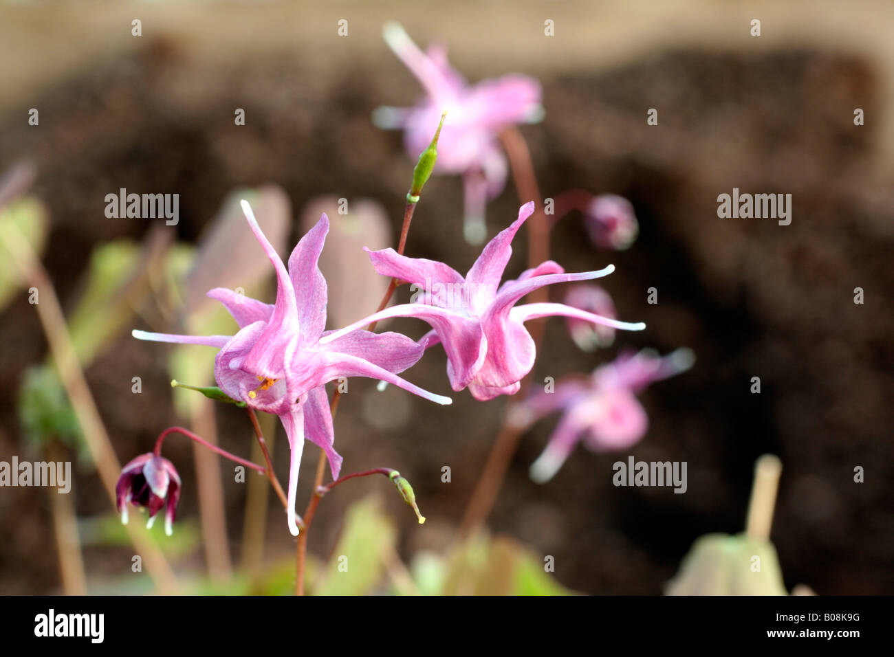 EPIMEDIUM GRANDIFLORUM LILAFEE Stock Photo