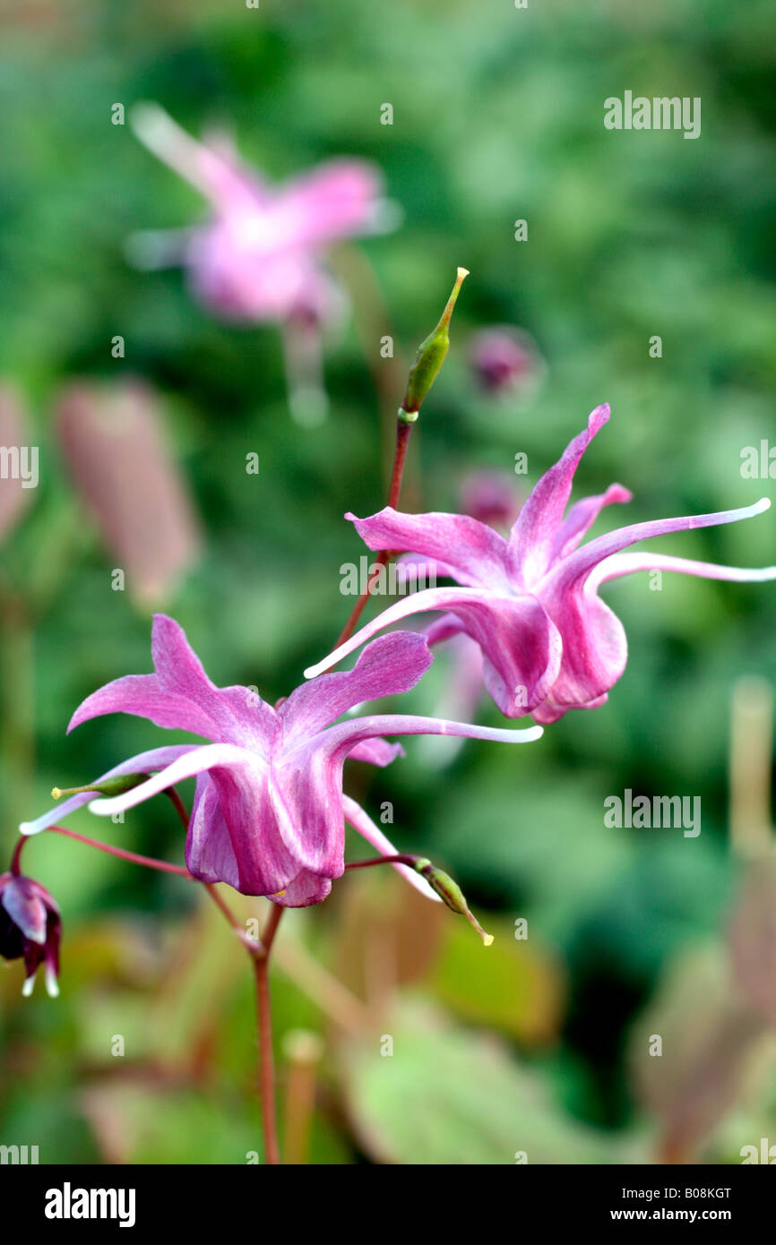 EPIMEDIUM GRANDIFLORUM LILAFEE Stock Photo