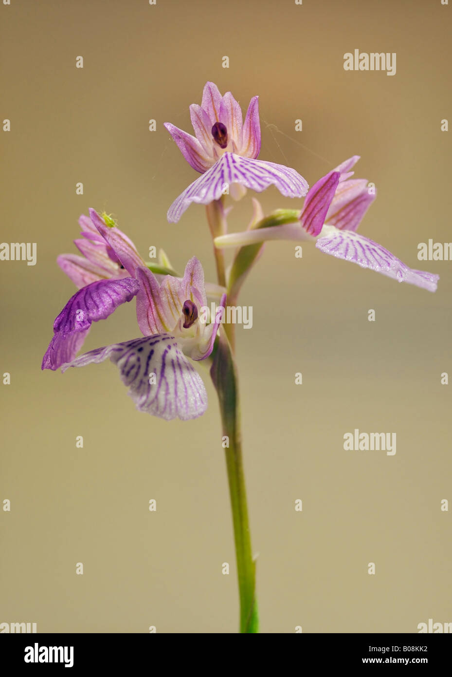 hybrid-pink-butterfly-orchid-x-green-winged-orchid-anacamptis