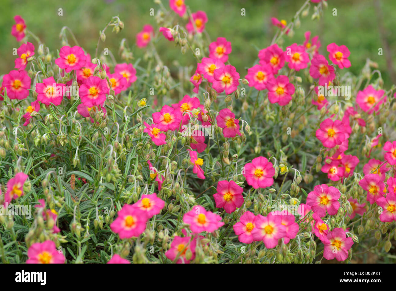 HELIANTHEMUM GEORGEHAM ROCK ROSE Stock Photo