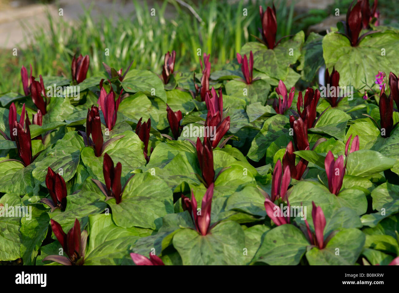 TRILLIUM SESSILE RUBRUM Stock Photo