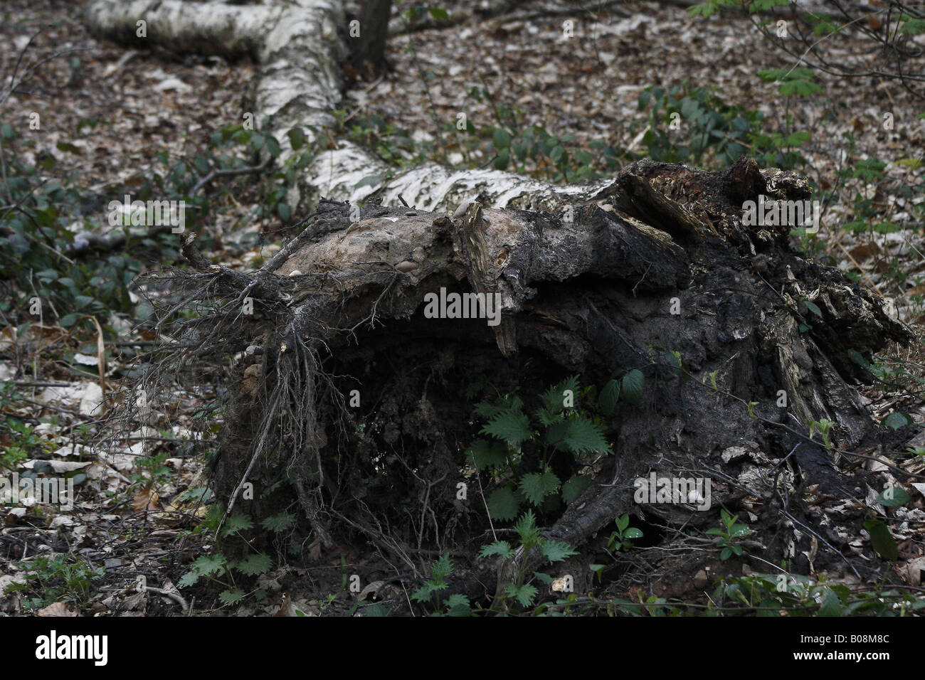 fallen silver birch Betula pendula Stock Photo