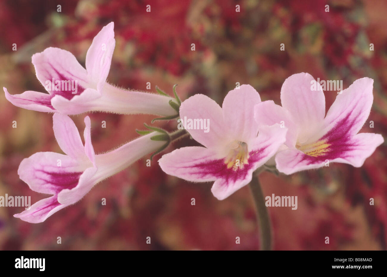 Streptocarpus 'Chloe' (Cape primrose) Stock Photo