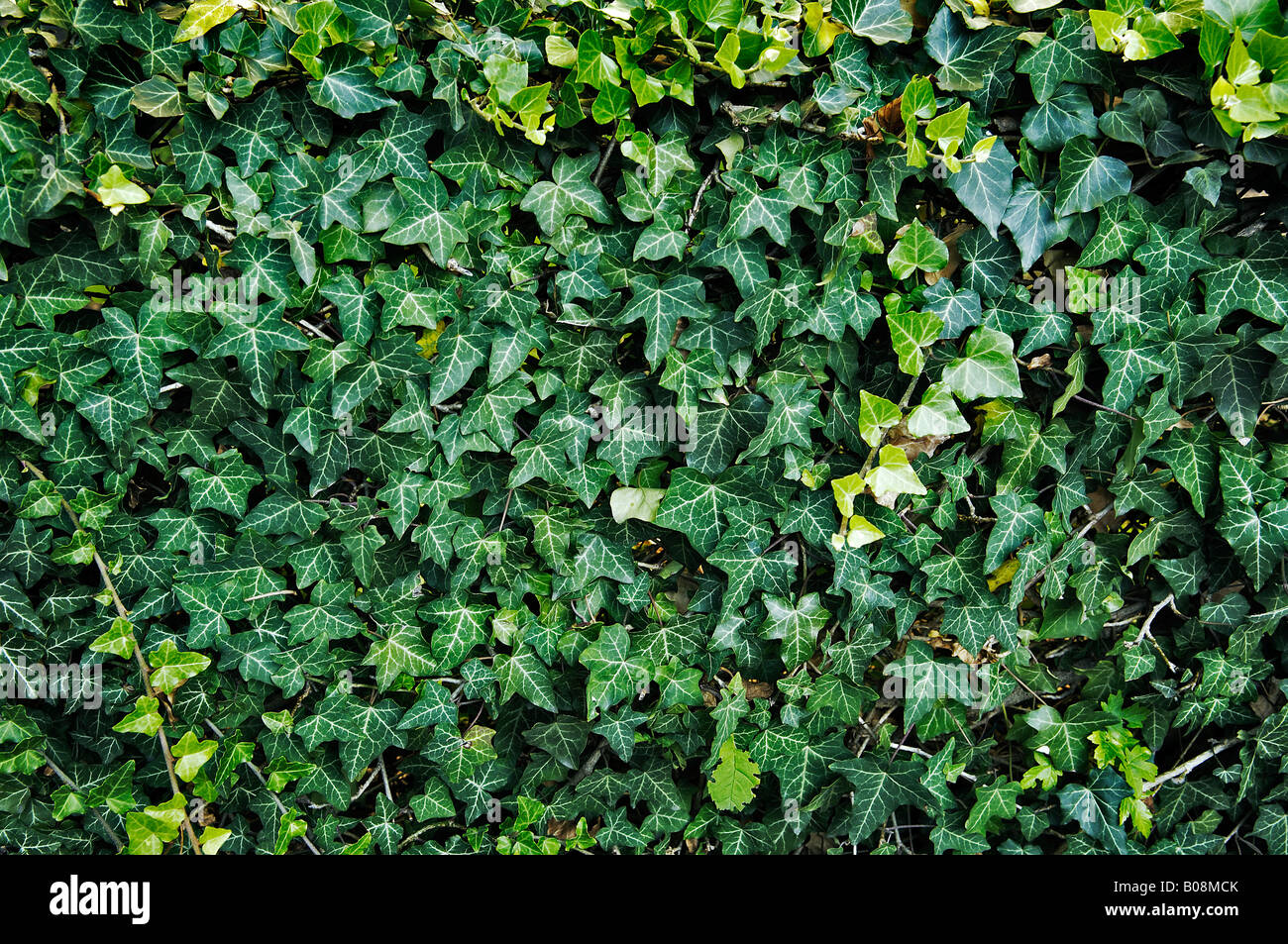 Ivy (Hedera helix) Stock Photo