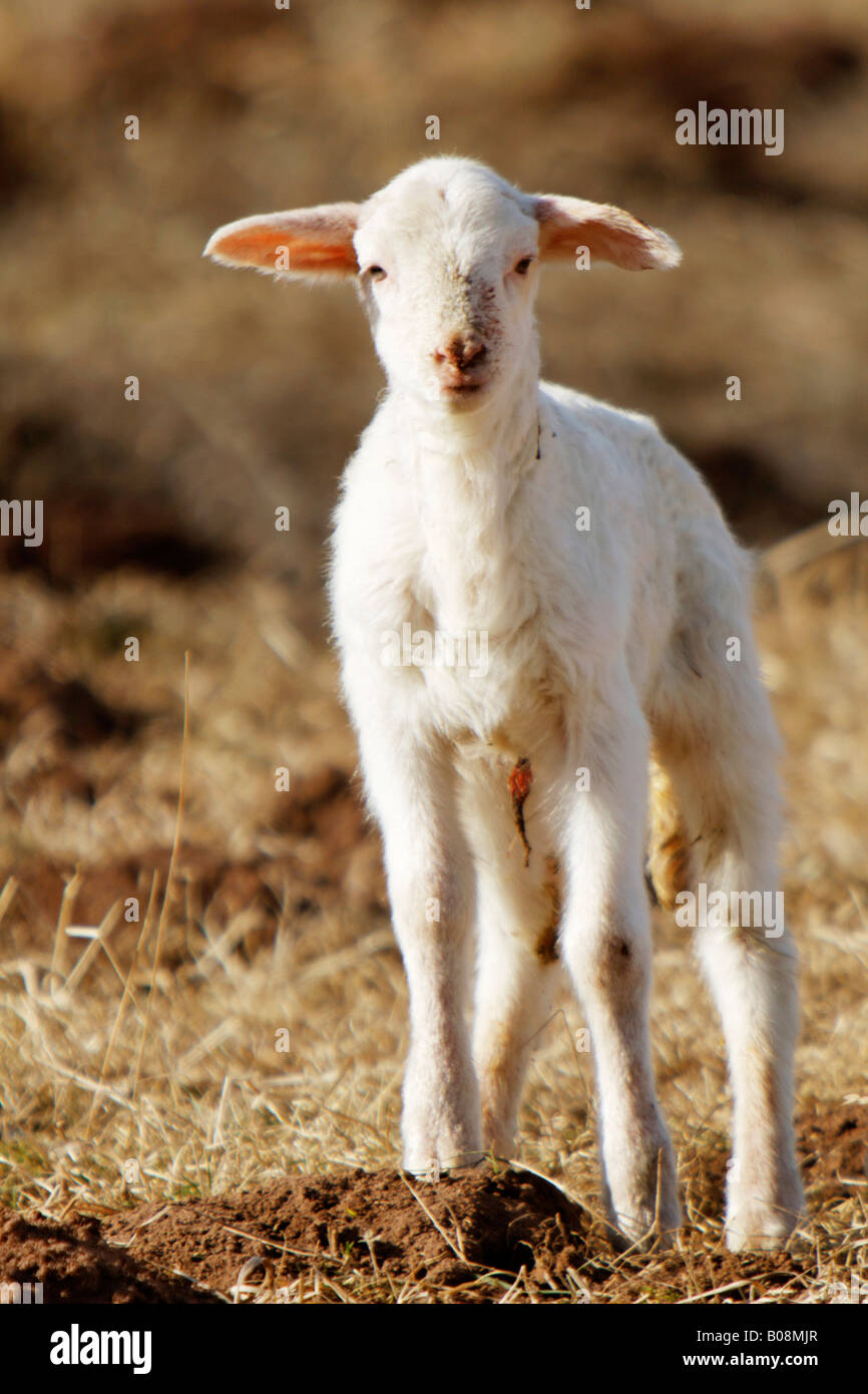 Young lamb (Ovis aries) Stock Photo
