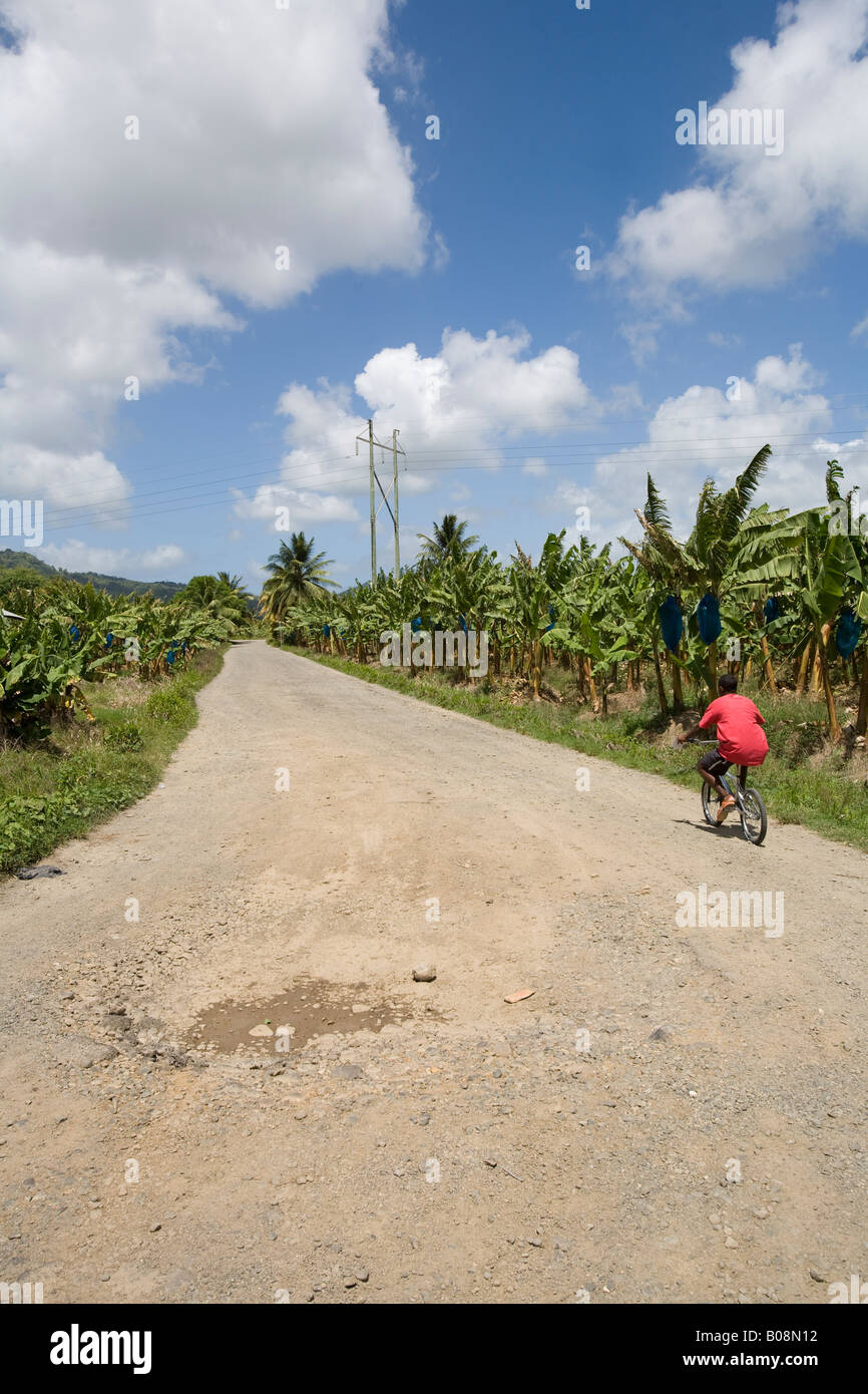Banana plantation, St Lucia, Caribbean West Indies Stock Photo Alamy