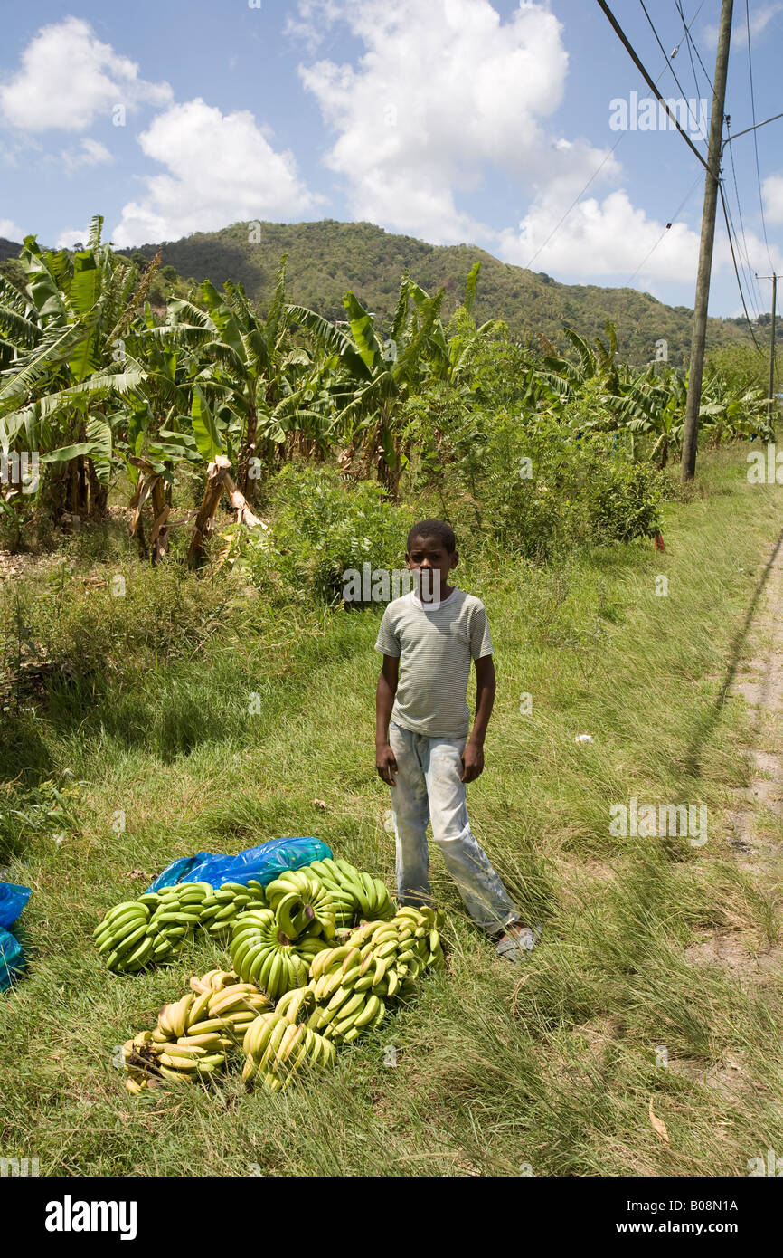 Banana plantation st lucia hires stock photography and images Alamy