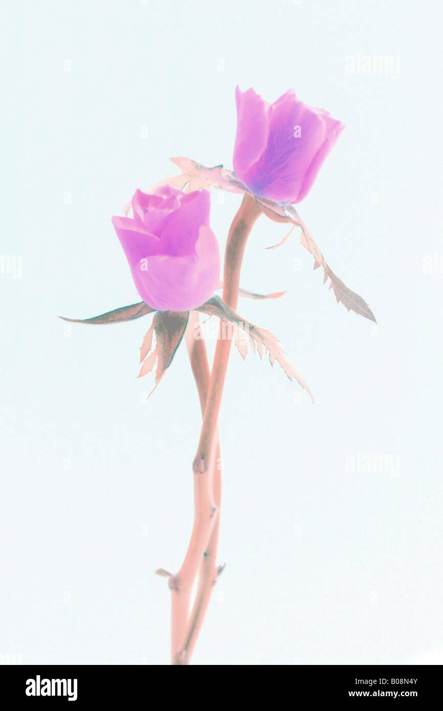 A digitally altered image of two entwined single stem roses Stock Photo
