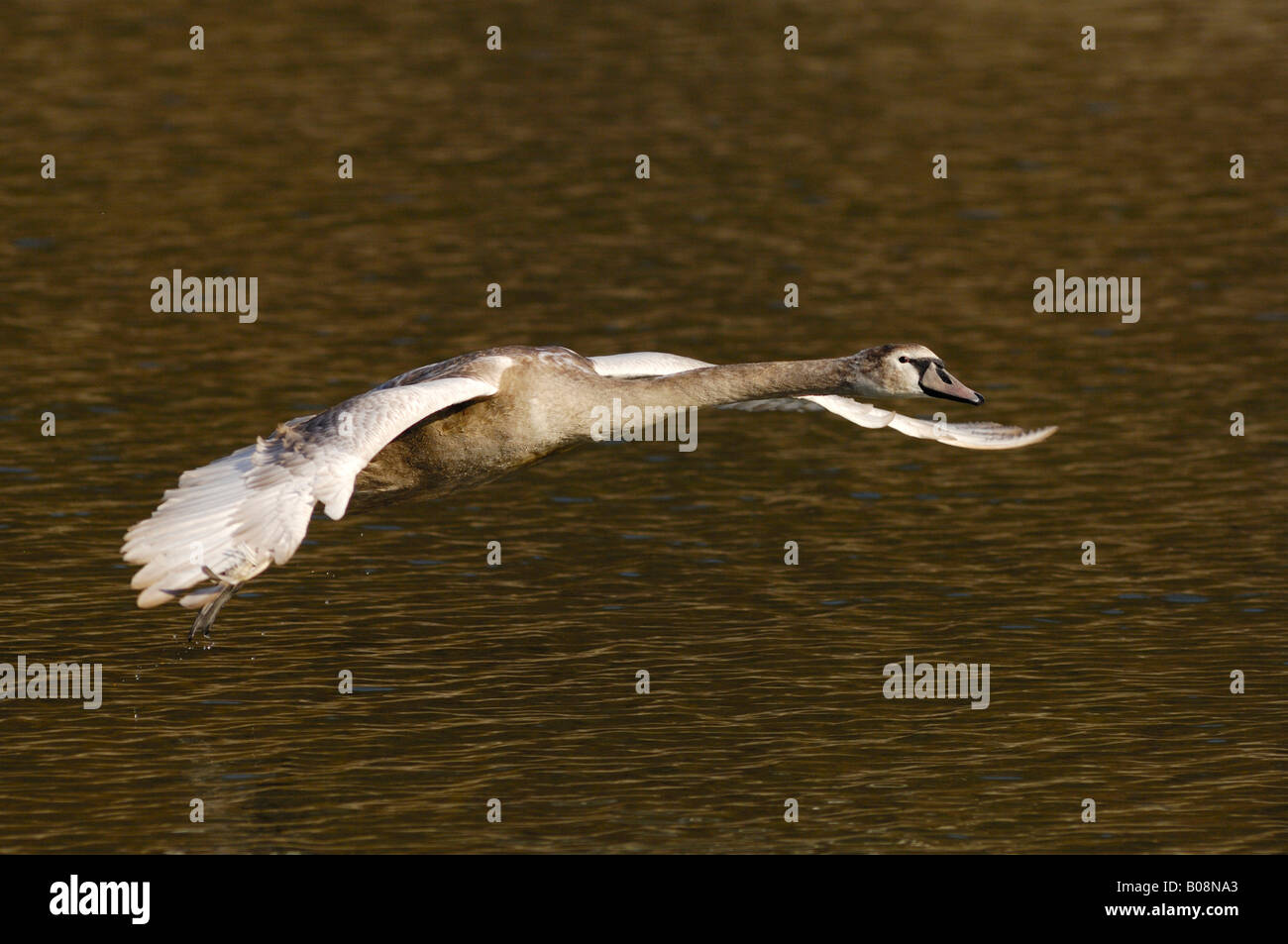 Mute swan (Cygnus olor) cygnet flying over the water's surface Stock Photo