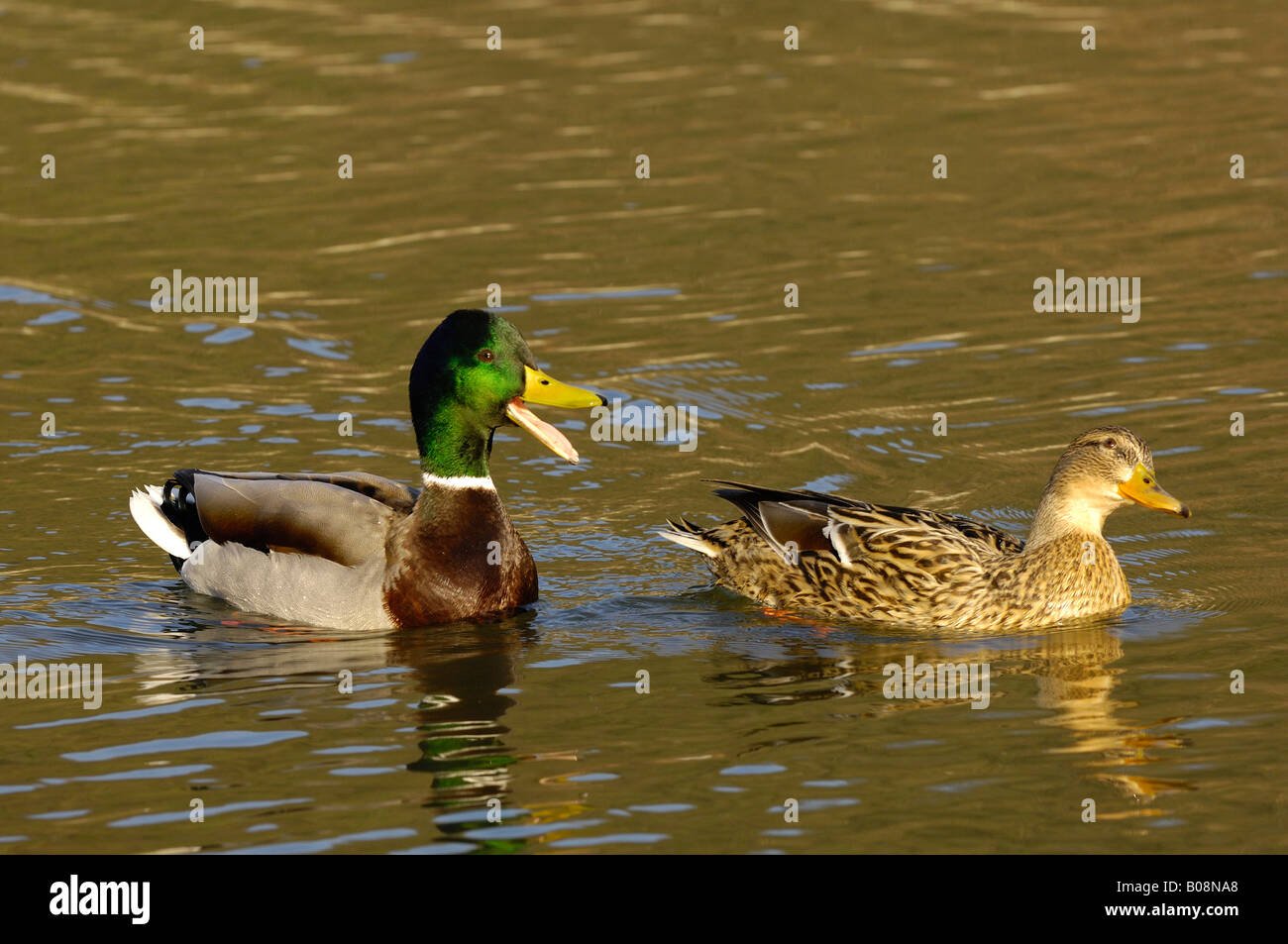 Pair of Mallard Ducks (Anas platyrhynchos) Stock Photo