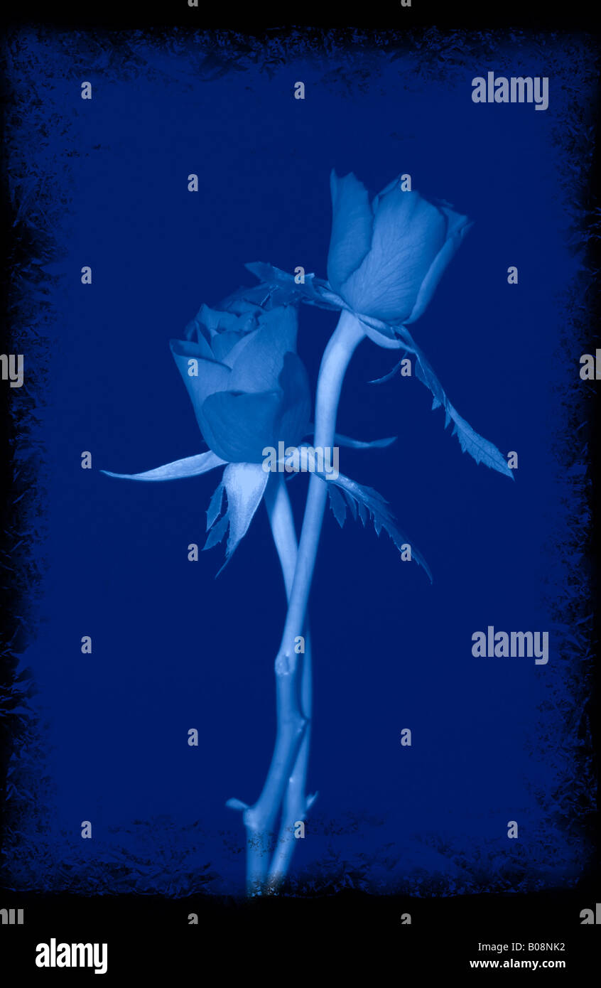 A digitally produced Cyanotype image of two entwined single stem roses Stock Photo