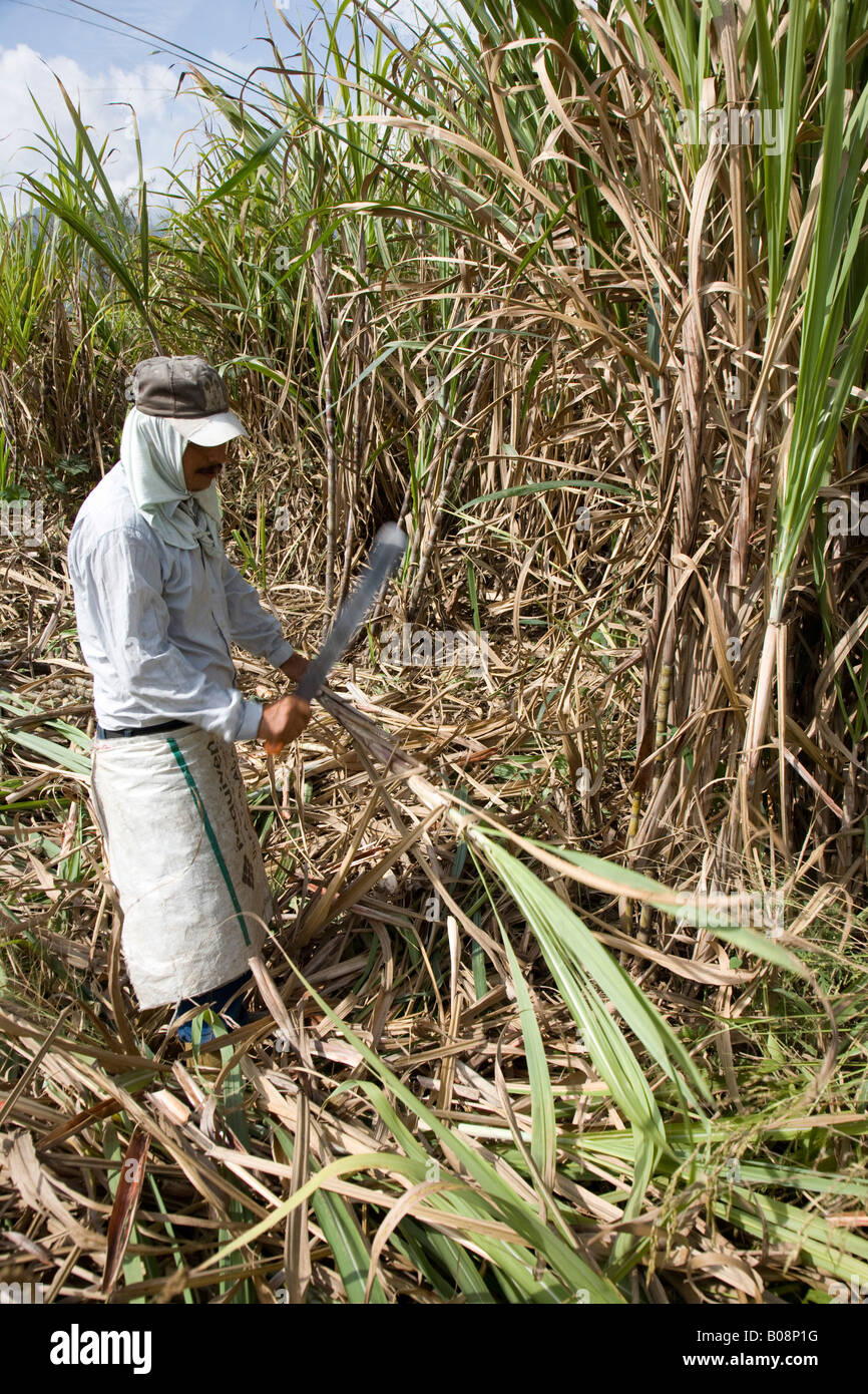Man harvesting sugarcane (Saccharum), Mérida, Venezuela, South America Stock Photo