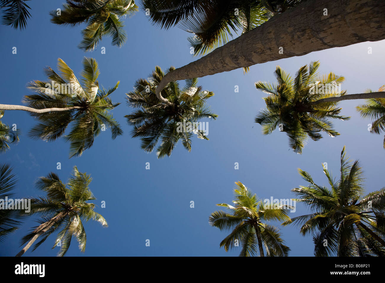 Worm's-eye view of Coconut Palms (Cocos nucifera), Playa Medina Beach, Caribbean, Sucre, Venezuela, South America Stock Photo
