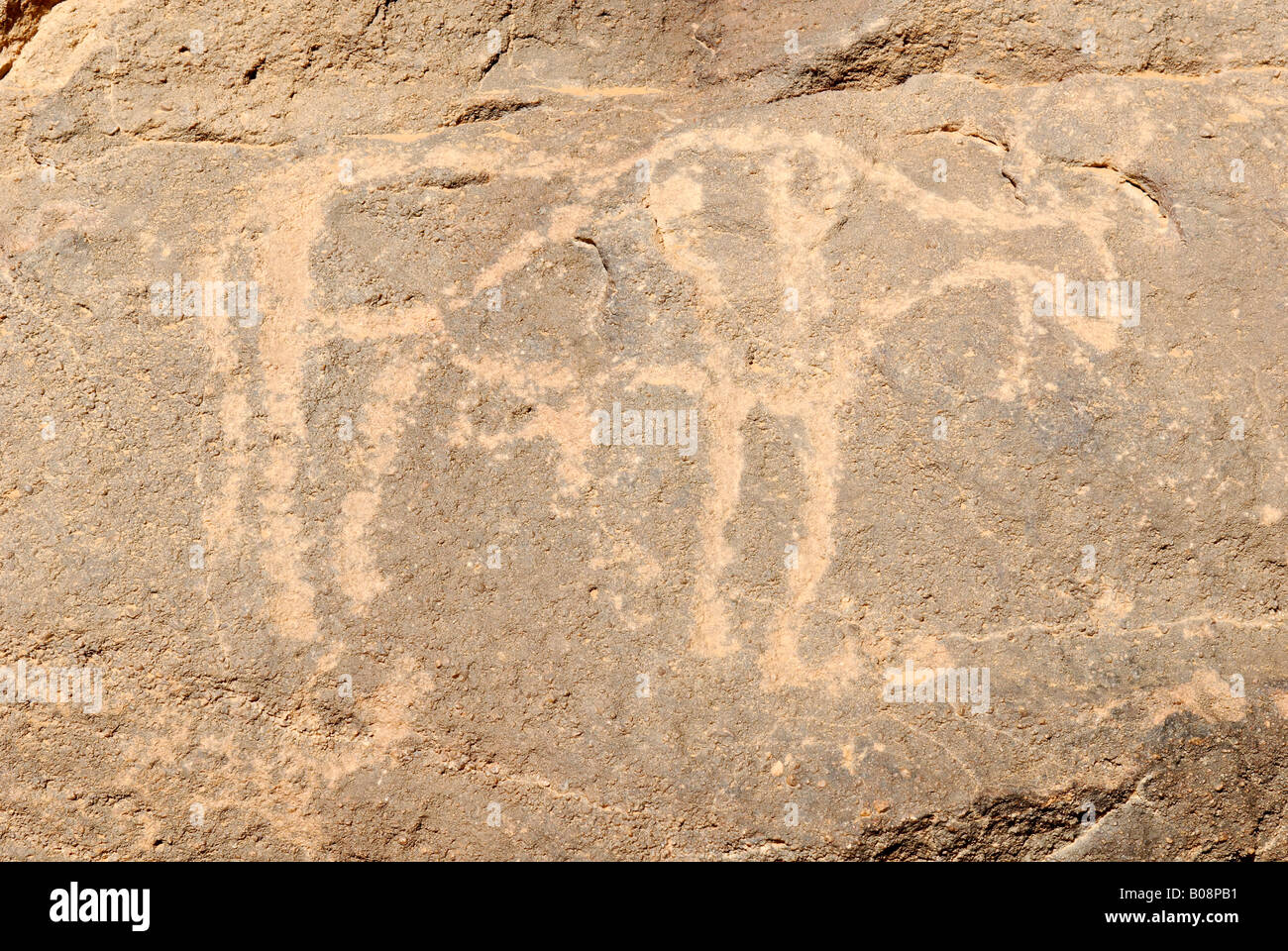 Prehistoric ox hi-res stock photography and images - Alamy Prehistoric ox hi-res stock photography and images - Alamy