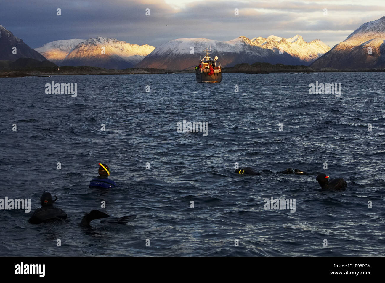 Lofoten nature safari hi-res stock photography and images - Alamy