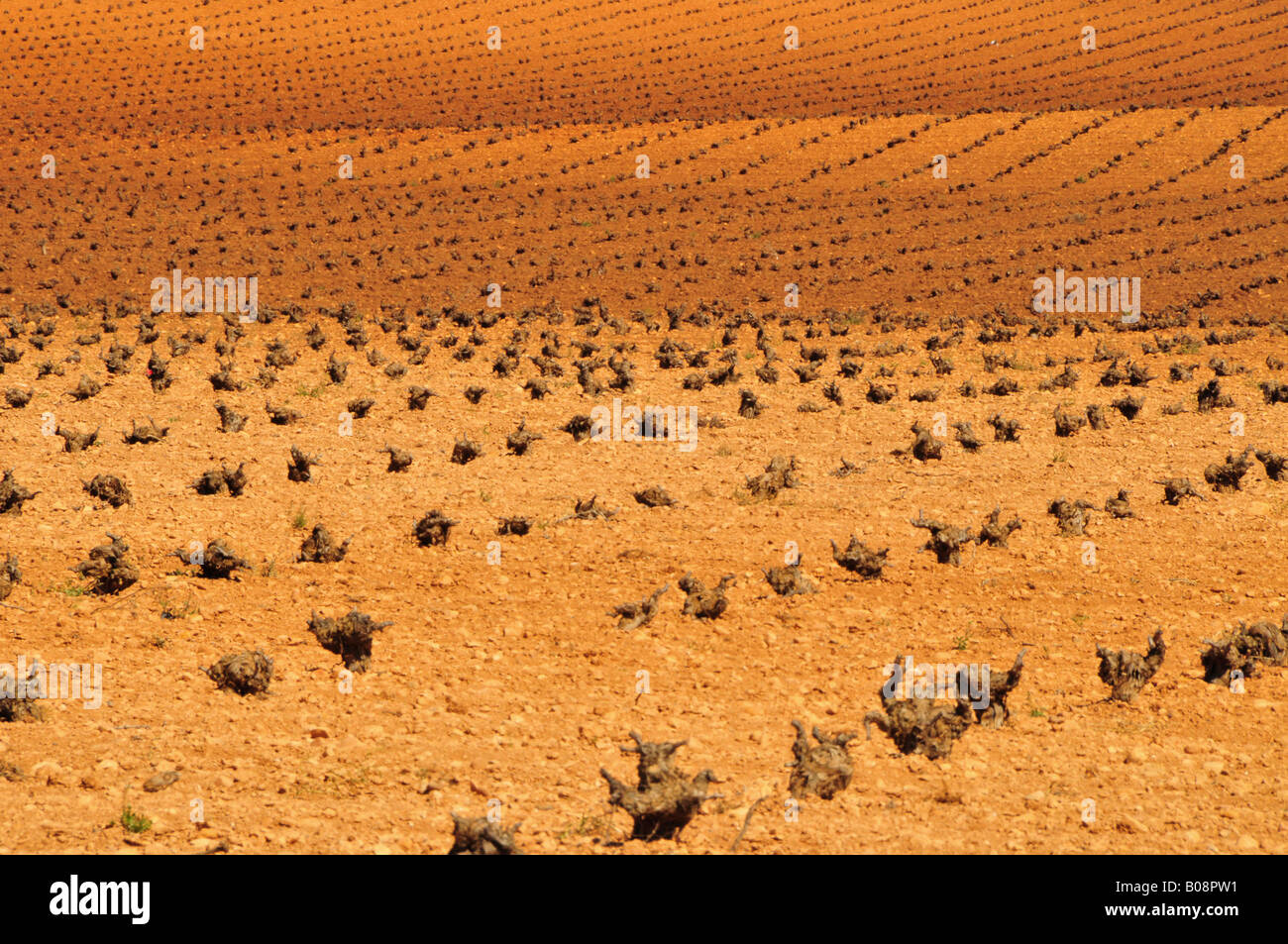 Arid agricultural landscape near Tomelloso, Ciudad Real province, Spain Stock Photo