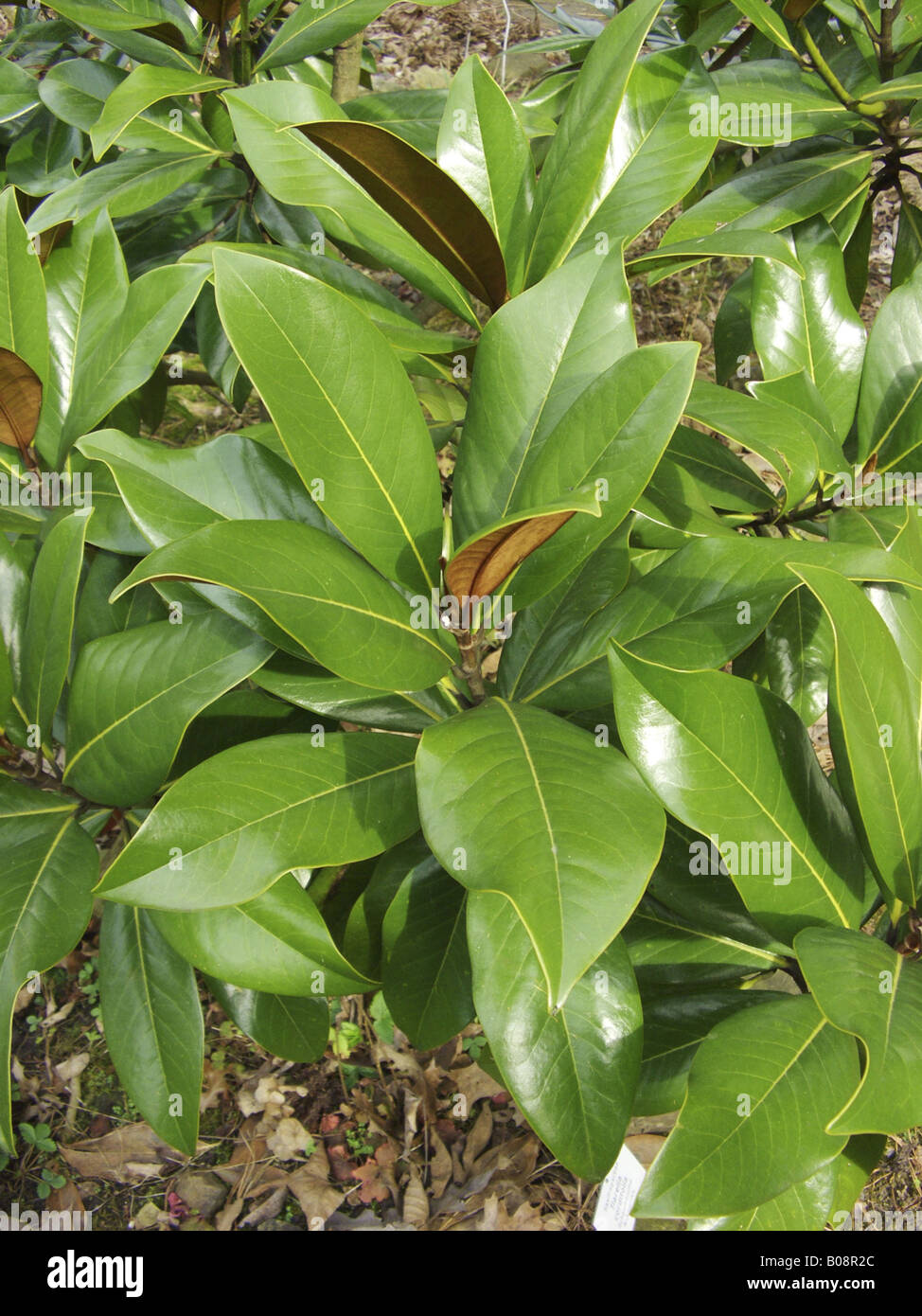 Evergreen magnolia leaves hi-res stock photography and images - Alamy