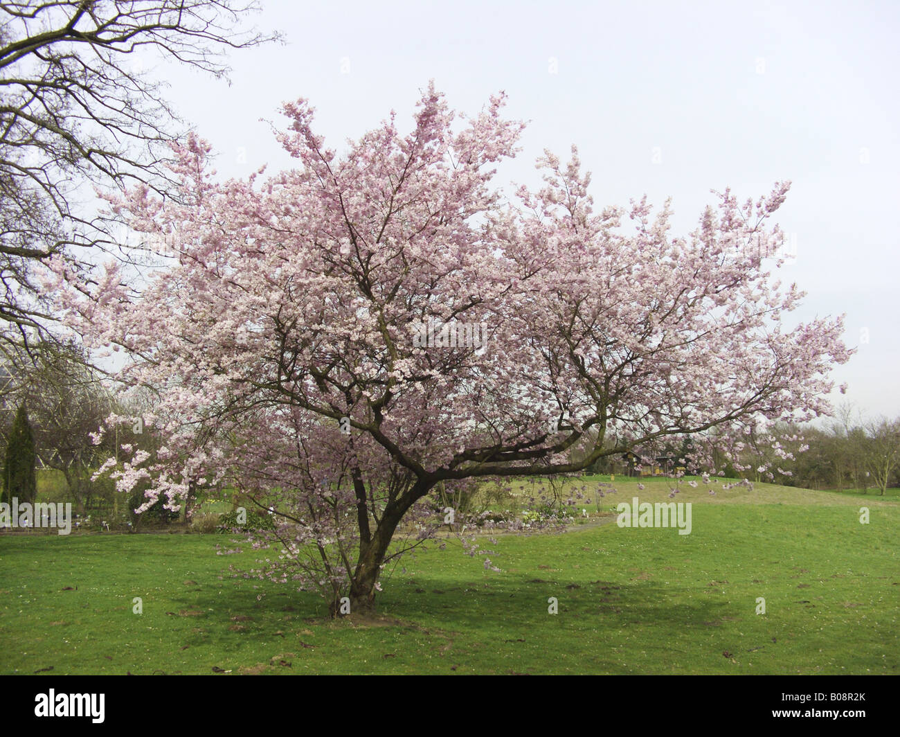 Sargent Cherry, Sargent's Cherry (Prunus sargentii 'Accolade', Prunus sargentii Accolade), blooming single tree Stock Photo
