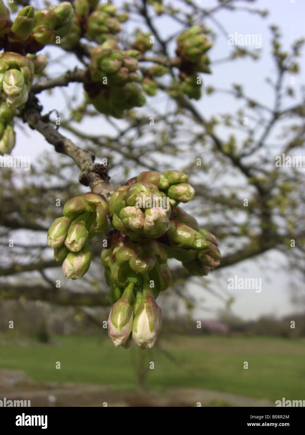 oriental cherry (Prunus serrulata 'Shirotae', Prunus serrulata Shirotae), flower buds Stock Photo