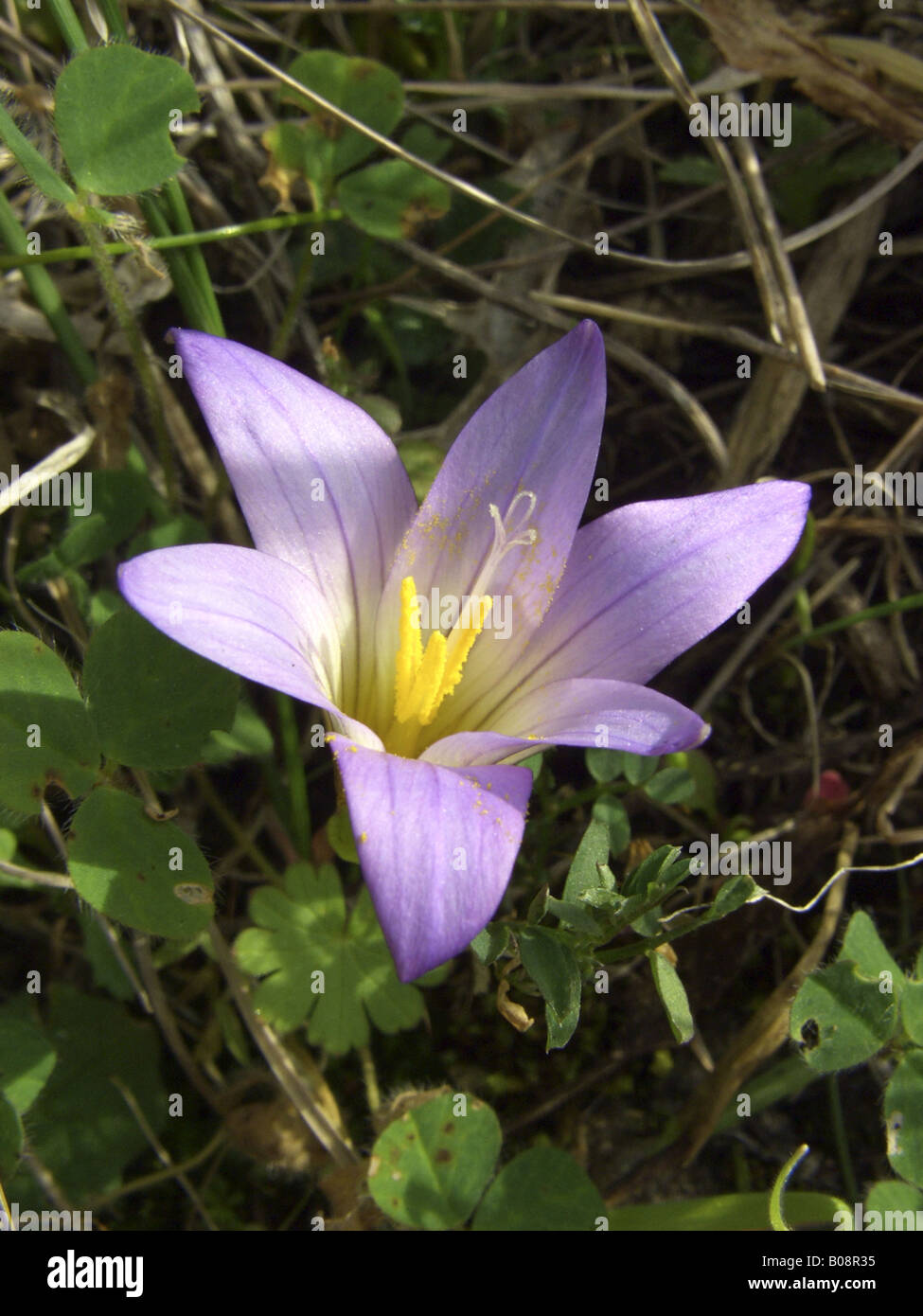 romulea (Romulea bulbocodium), single blossom, Italy, Sicilia Stock Photo