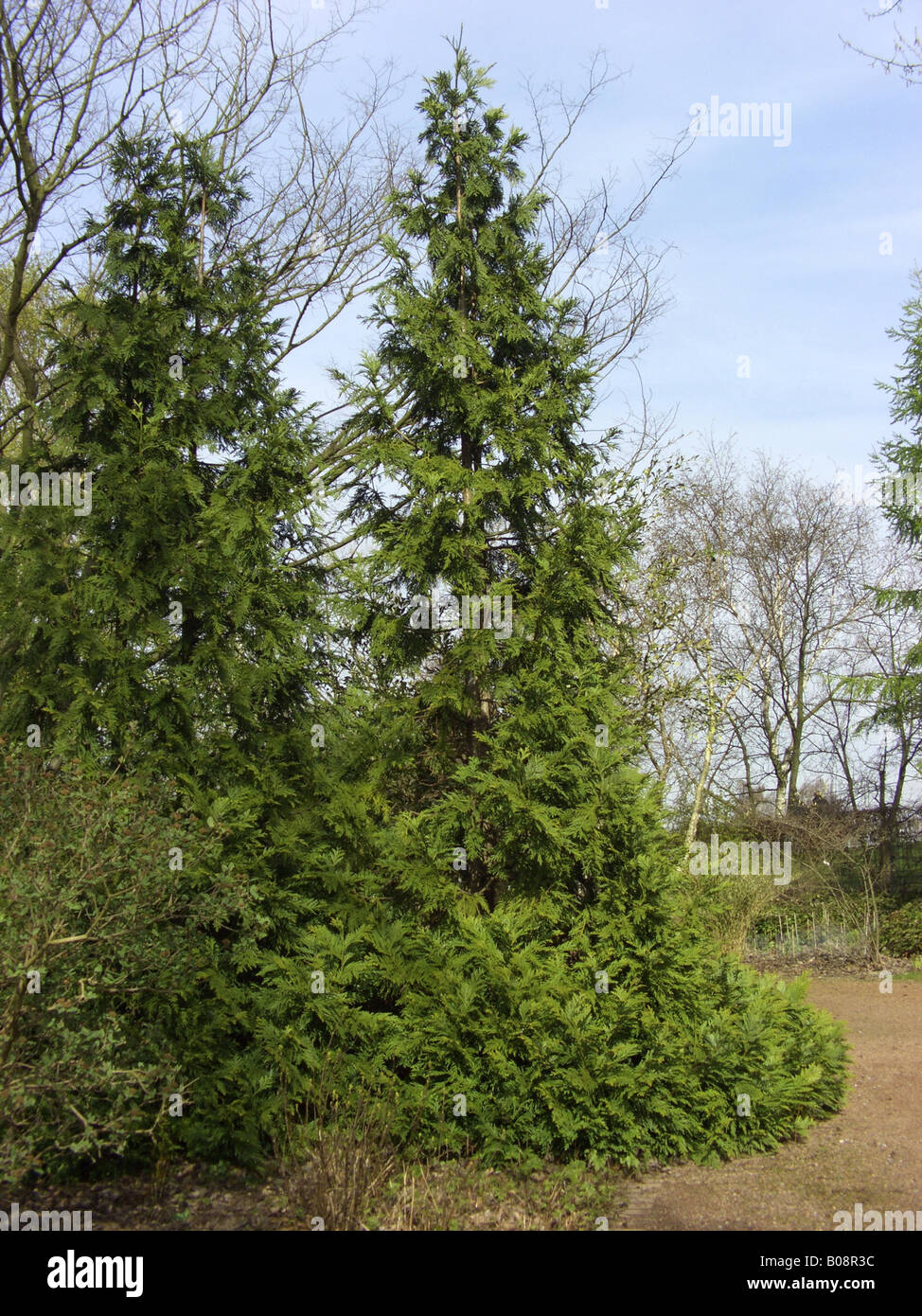 Hiba cedar, HIba, Hiba arborvitae (Thujopsis dolabrata, Thuja dolabrata), two trees side by side Stock Photo
