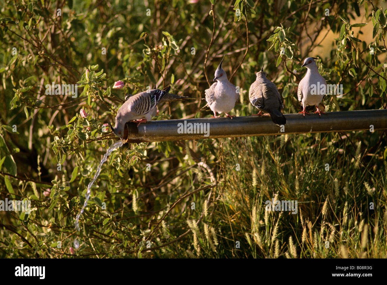 Crested Pigeon Geophaps lophotes queuing to drink water from a windmill Barkly Tableland Northern Territory Australia Stock Photo