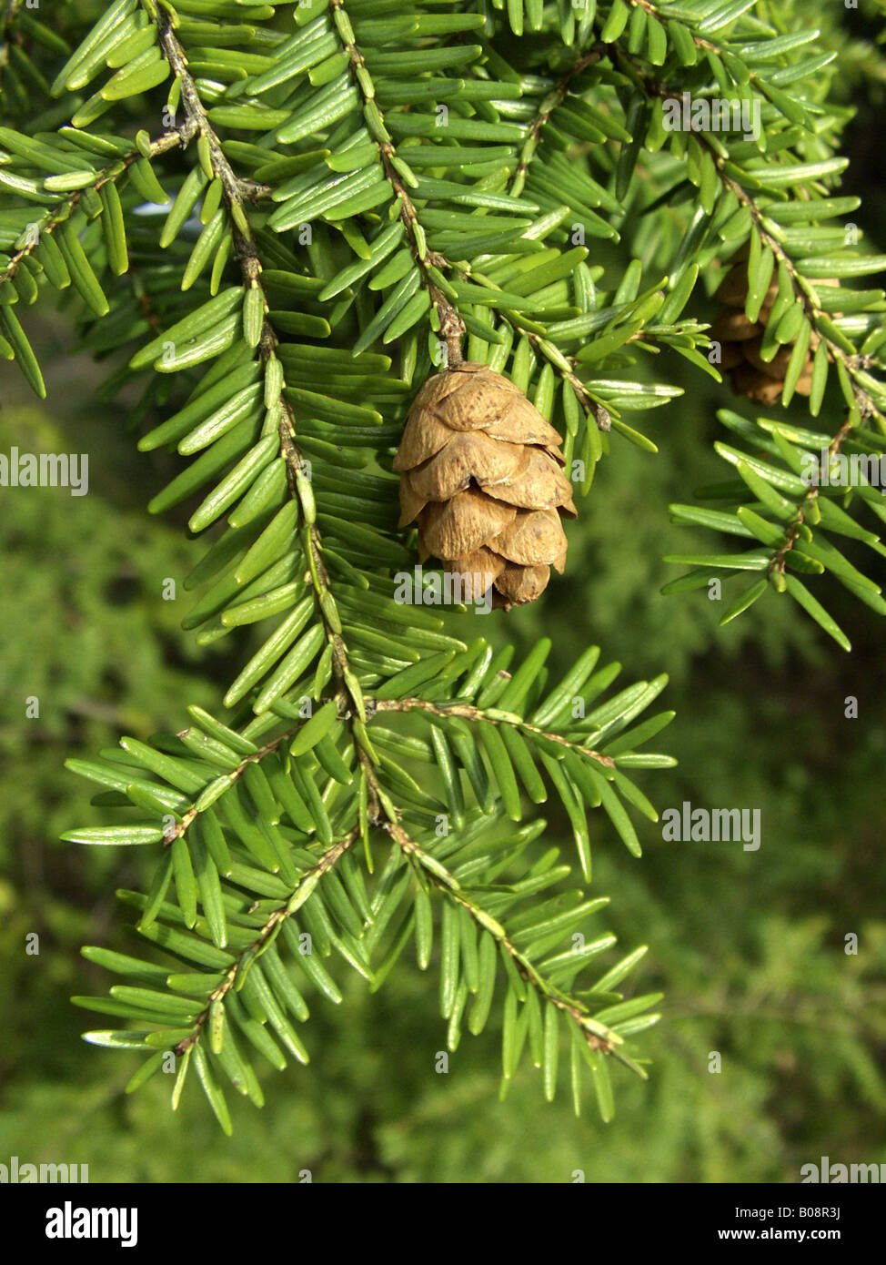 hemlock spruce, eastern hemlock (Tsuga canadensis), twig with cone Stock Photo