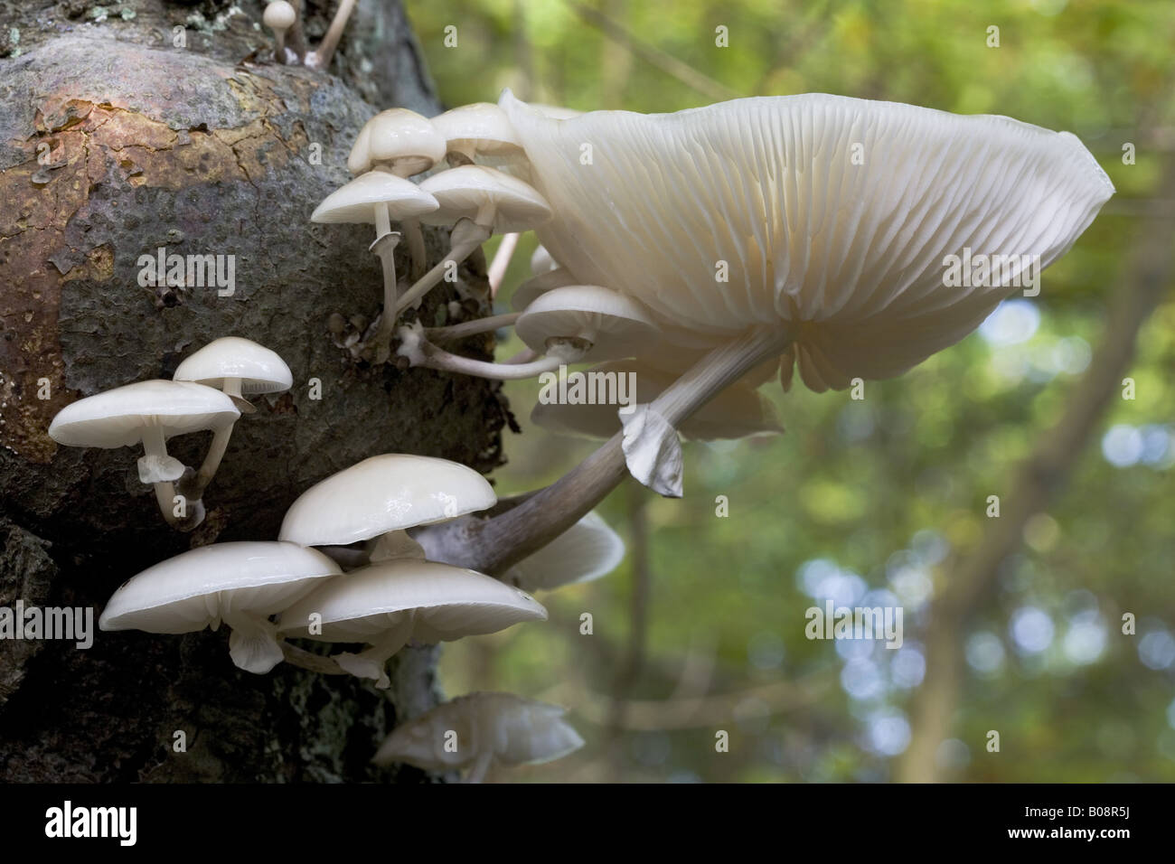 porcelain fungus (Oudemansiella mucida), at trunk, Germany, Schleswig-Holstein Stock Photo